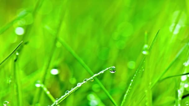 Video Close Morning Dew Water Drops Grass Nature Elegance — Stock Video