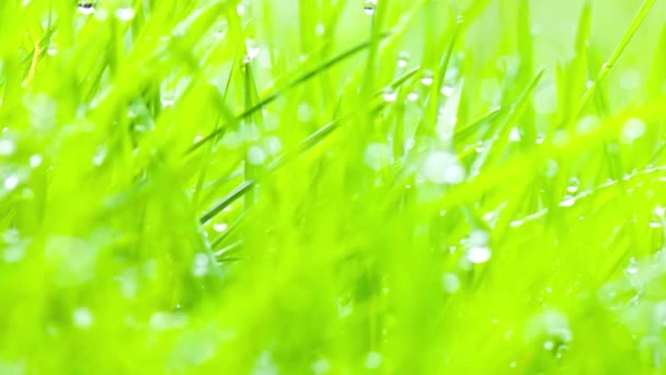 Video Närbild Morgondagg Vatten Droppar Gräs Naturens Elegans — Stockvideo