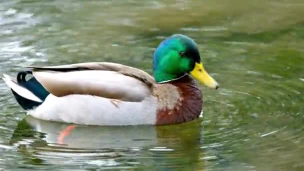 Video Colorful Mallard Duck Swimming Lake Water Avian Elegance — Stock Video