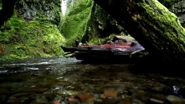 Video Corriente Caída Con Salmón Regresando Lugar Nacimiento Pacific Northwest — Vídeo de stock