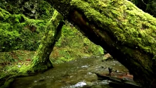 Vidéo Ruisseau Automne Avec Saumon Retour Leur Lieu Naissance Pacific — Video