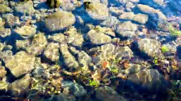 Video Herbststrom Mit Lachsen Kehrt Ihren Geburtsort Zurück Pacific Northwest — Stockvideo