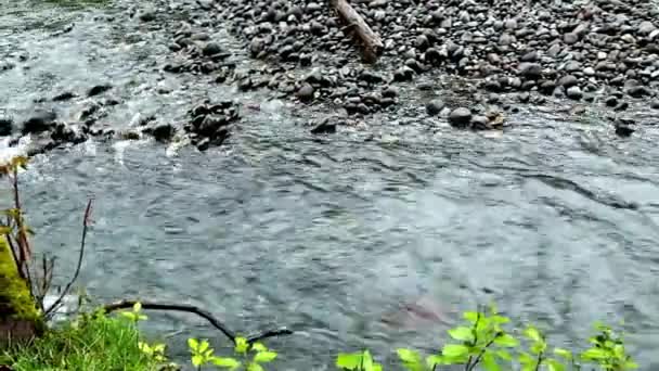 Video Schöne Aussicht Auf Klares Wasser Gebirgsbach Unberührte Natur — Stockvideo