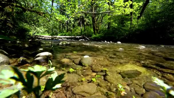 Video Hermosa Vista Del Arroyo Montaña Primavera Renovación Naturaleza — Vídeos de Stock