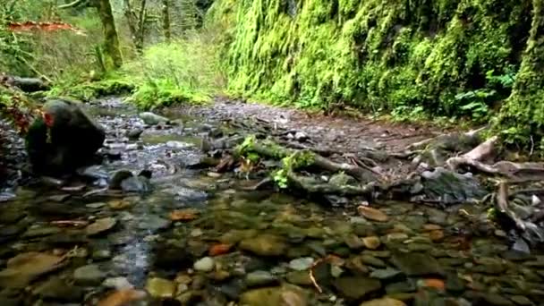 Vídeo Bela Vista Corrente Montanha Primavera Renovação Natureza — Vídeo de Stock