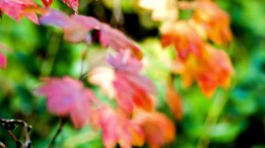 4K Video: Güzel Sonbahar Sonbahar Rengi Yaprakları - Doğanın Gözlüğü