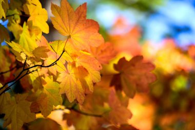  4K Ultra HD Sonbahar Sarı Renkli Yapraklar Gökyüzü Arkaplanı- Doğanın Uyumu