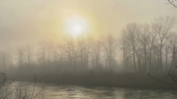 Ultra Video Early Morning Serenity Foggy River Flows Peacefully — Stock Video