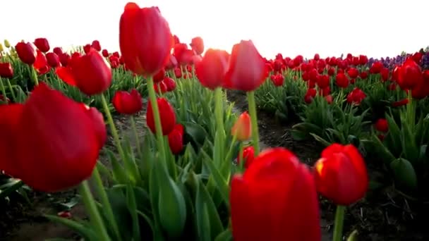 Ultra Video Van Red Tulip Flowers Farm Bij Zonsondergang Bloeiende — Stockvideo