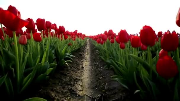 Ultra Wideo Czerwonymi Tulipanami Kwiaty Farma Zachodzie Słońca Kwitnące Piękno — Wideo stockowe