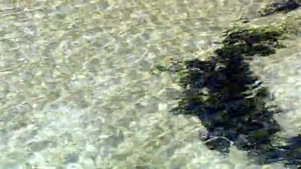 Ultra Video Ondulazione Sull Acqua Limpida Dell Oceano Con Alghe — Video Stock