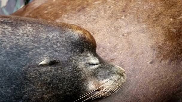 Ultra Sleeping Baby Sea Lion Mom Belly Ньюпорт Орегон Сша — стоковое видео