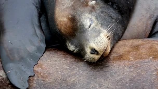 Ultra Sleeping Baby Sea Lion Mom Belly Newport Oregon Verenigde — Stockvideo