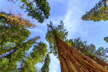 4K Ultra HD 'de Dev Sekoya Ağaçları - Sequoia Ulusal Parkı, Kaliforniya