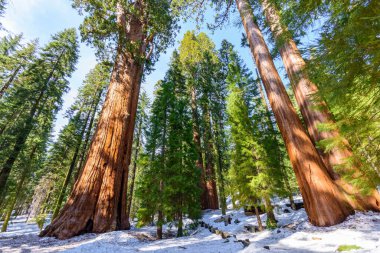 4K Ultra HD 'de Dev Sekoya Ağaçları - Sequoia Ulusal Parkı, Kaliforniya