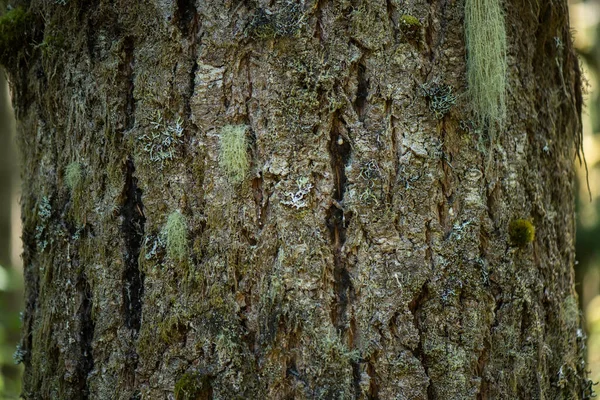 Close-Up 4K Ultra HD Image of Plane Tree and Douglas Fir Tree Bark