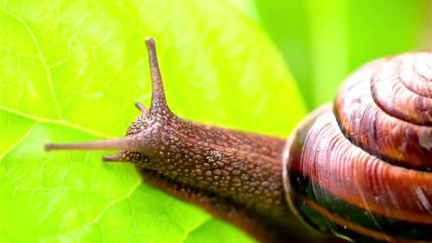 Extreme Close Moving Snail Leaves Ultra Nature Video — Αρχείο Βίντεο