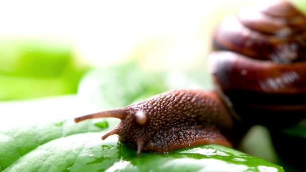Extreme Close Moving Snail Leaves Ultra Nature Video — Αρχείο Βίντεο