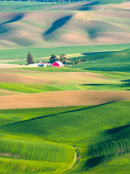 Красный Амбар Красивом Весеннем Пшеничном Поле Закате Ultra Image Rural Стоковое Изображение