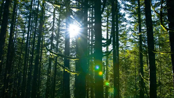 Sunlit Majeste Antik Orman Ultra Güneş Işığıyla Yıkandı Stok Resim