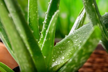 Doğal Güzellik: Aloe Vera Fabrikasının 4K Ultra HD Görüntüsü