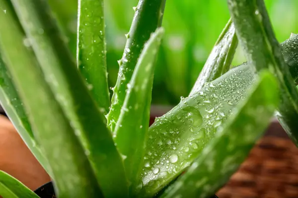 Doğal Güzellik Aloe Vera Fabrikasının Ultra Görüntüsü Stok Fotoğraf
