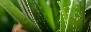 Doğal Güzellik: Aloe Vera Fabrikasının 4K Ultra HD Görüntüsü