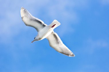 Majestic Airborne Martı: Uçuştaki Martının Çarpıcı 4K Ultra HD Görüntüsü