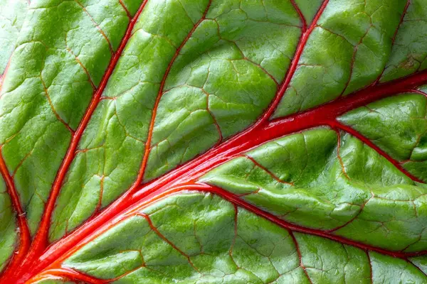 stock image Nature's Artistry: Captivating 4K Ultra HD Picture of Close-Up Red Chard Leaf