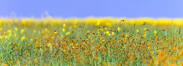 Blooming Beauty Büyüleyici Ultra Fotoğraf Arvin Kaliforniya Daki Erken Bahar Telifsiz Stok Imajlar