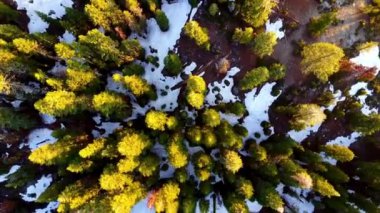 Yosemite Ulusal Park Ormanı 4K Helikopter Uçağı tepe örtüsünün üstünde.