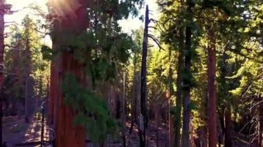 Redwood Majesteleri: ABD 'deki Redwood Ormanı' nın 4K Video 'daki Çarpıcı Görüntüleri