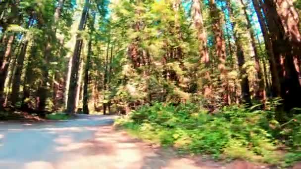 Лесной Драйв Движение Шоссе Через Дикую Природу Южной Дакоты Видео — стоковое видео