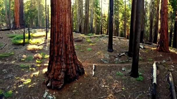 Redwood Majesty Stunning Views Redwood Forest Usa Video — Stock Video