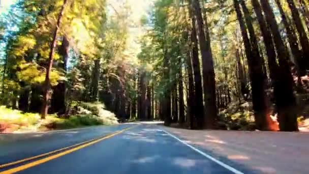 Forest Drive Highway Driving South Dakota Wilderness Video — Stock Video