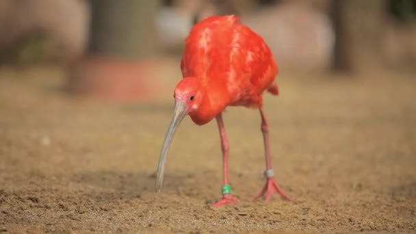 Vibrant Scene Red Ibis Bird Feeding Field Video — стоковое видео