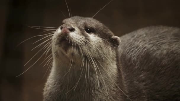 Aquatische Charme Otter Video — Stockvideo