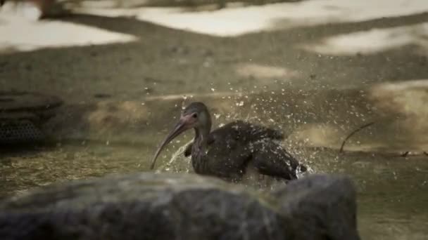 Elegantní Pohyb Super Pomalý Pohyb Záběr Ibis Třepání Vodě Video — Stock video
