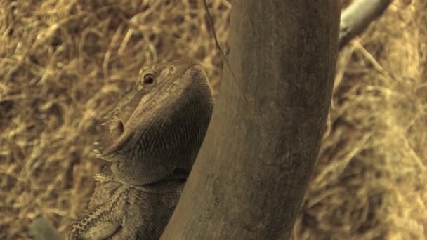 Majestic Reptile Dragón Barbudo Vídeo — Vídeos de Stock