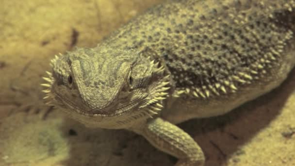 Majestic Reptile Szakállas Sárkány Videóban — Stock videók