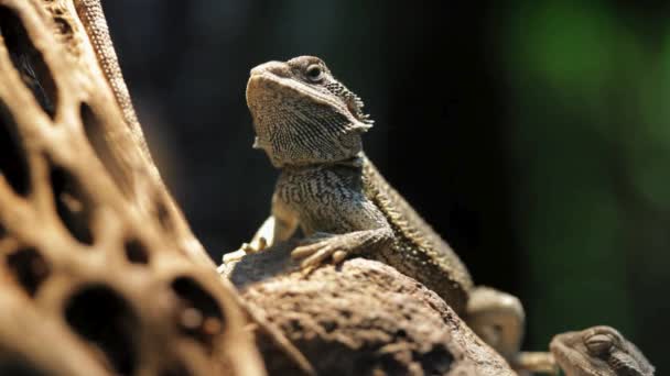 Majestueus Reptiel Baard Draak Video — Stockvideo