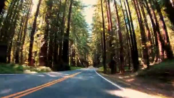 Forest Drive Οδήγηση Αυτοκινητόδρομο Μέσα Από Την Άγρια Φύση Της — Αρχείο Βίντεο