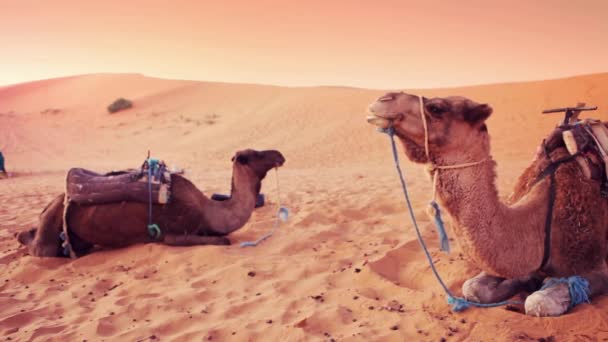 Sahara Ruhe Kamele Marokkos Sahara Wüste Full Video — Stockvideo