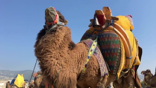 Aegean Tradition Camel Wrestling Turkey Aegean Region Full Video — Stock Video