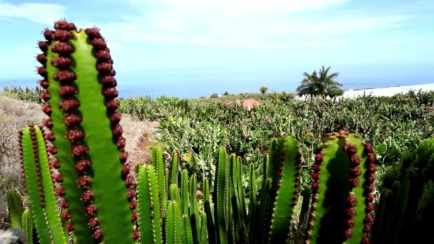 Close Cacti Banana Plantation Video — Stock Video