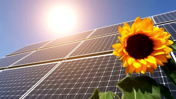 Beautiful View Solar Panel Sunflower Video — Stock Video