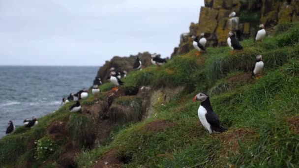 View Group Puffins Rock Cliff Iceland — Stock Video