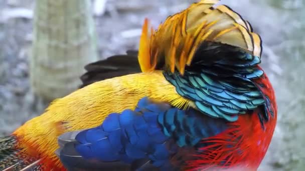 4K色彩艳丽的金鸡鸟近景 — 图库视频影像