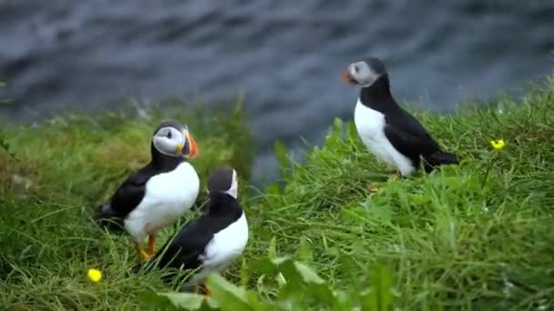 View Group Puffins Rock Cliff Iceland — Stock Video