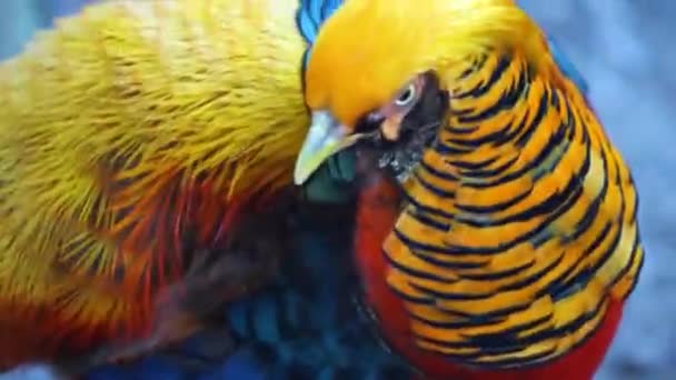 4K色彩艳丽的金鸡鸟近景 — 图库视频影像